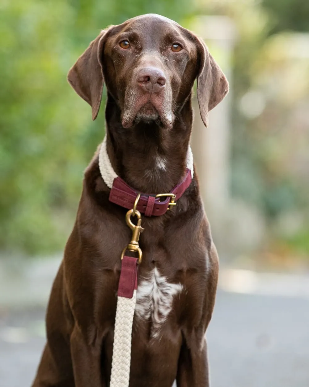 Flat Rope and Leather Dog Lead - Burgundy