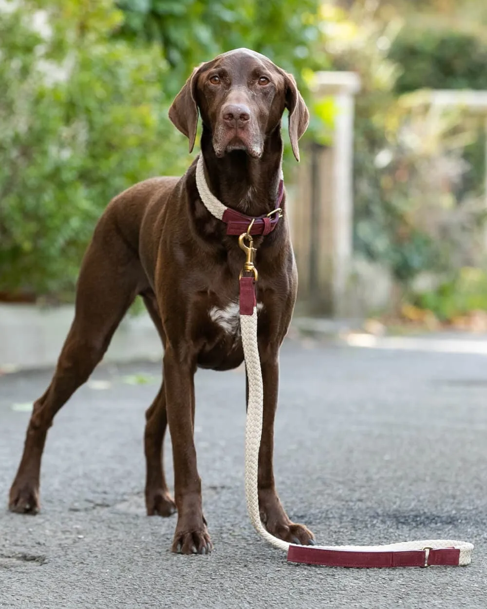 Flat Rope and Leather Dog Lead - Burgundy